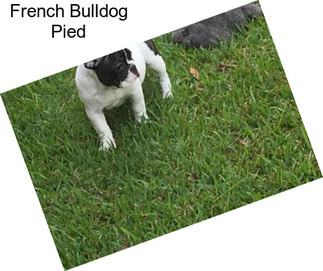 French Bulldog Pied