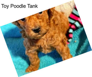 Toy Poodle Tank