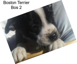 Boston Terrier Bos 2