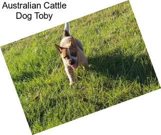 Australian Cattle Dog Toby