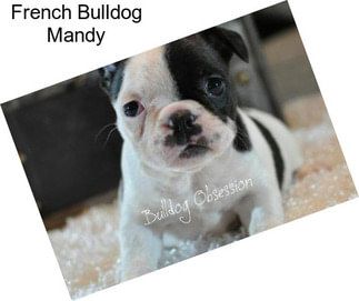 French Bulldog Mandy