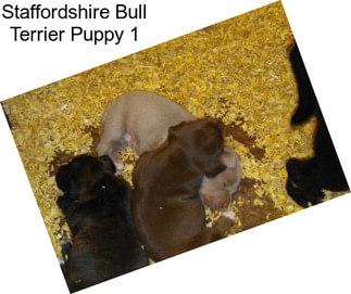 Staffordshire Bull Terrier Puppy 1