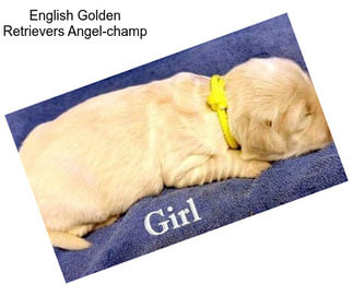 English Golden Retrievers Angel-champ