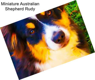 Miniature Australian Shepherd Rudy