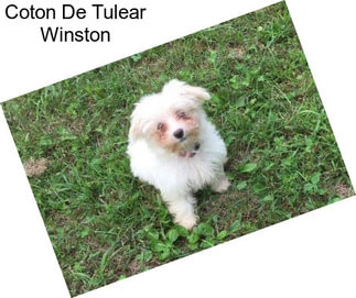 Coton De Tulear Winston