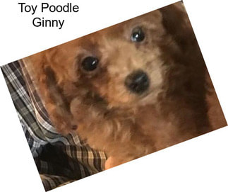 Toy Poodle Ginny