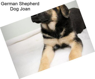 German Shepherd Dog Joan