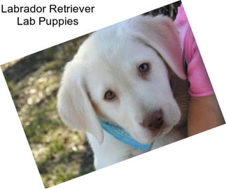 Labrador Retriever Lab Puppies