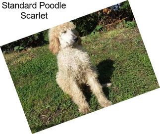 Standard Poodle Scarlet