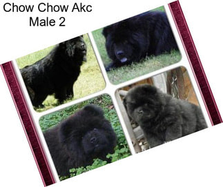 Chow Chow Akc Male 2