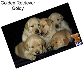 Golden Retriever Goldy