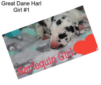 Great Dane Harl Girl #1