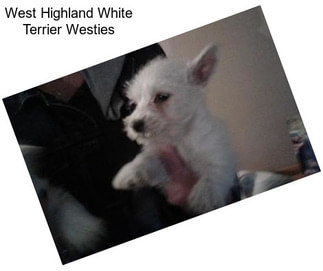 West Highland White Terrier Westies