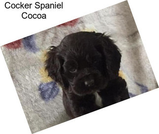 Cocker Spaniel Cocoa