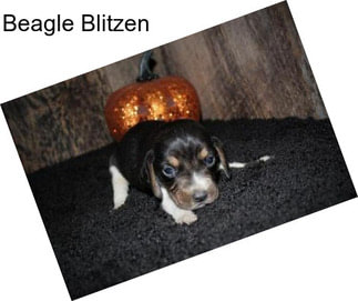 Beagle Blitzen