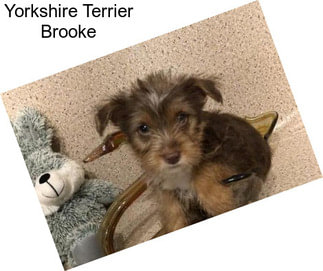 Yorkshire Terrier Brooke