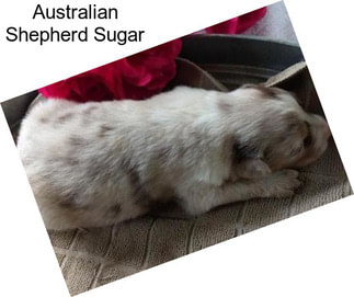 Australian Shepherd Sugar