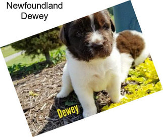 Newfoundland Dewey