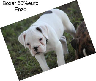 Boxer 50%euro Enzo