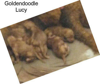 Goldendoodle Lucy