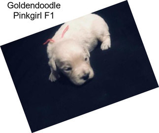 Goldendoodle Pinkgirl F1