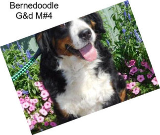 Bernedoodle G&d M#4