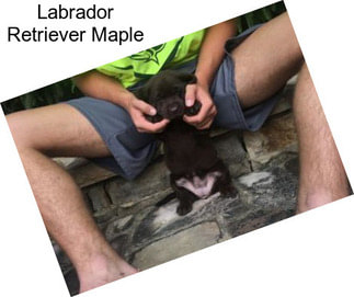 Labrador Retriever Maple