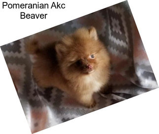Pomeranian Akc Beaver