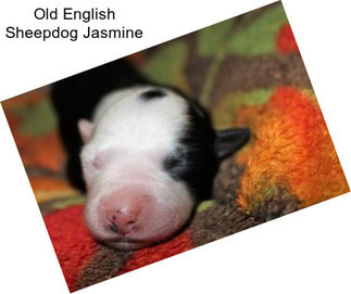 Old English Sheepdog Jasmine