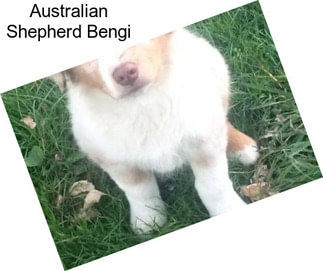 Australian Shepherd Bengi