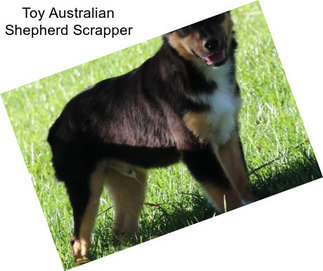 Toy Australian Shepherd Scrapper