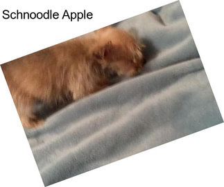 Schnoodle Apple