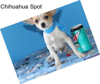 Chihuahua Spot