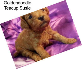 Goldendoodle Teacup Susie