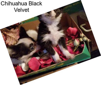 Chihuahua Black Velvet