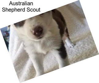 Australian Shepherd Scout