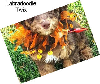 Labradoodle Twix