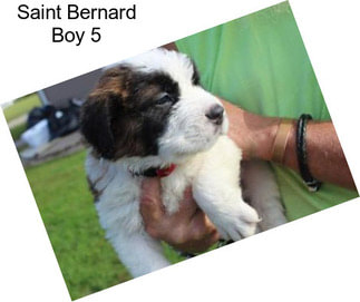 Saint Bernard Boy 5