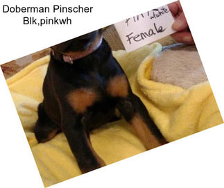 Doberman Pinscher Blk,pinkwh