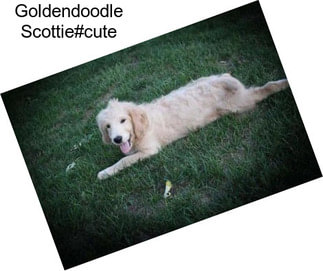 Goldendoodle Scottie#cute