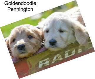 Goldendoodle Pennington