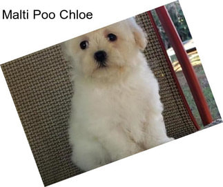 Malti Poo Chloe