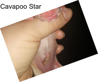 Cavapoo Star