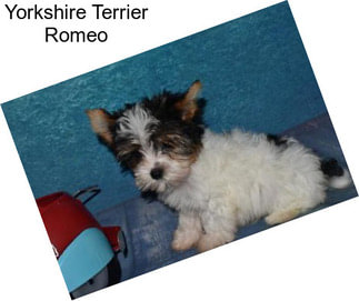 Yorkshire Terrier Romeo
