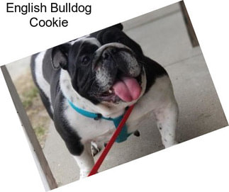 English Bulldog Cookie