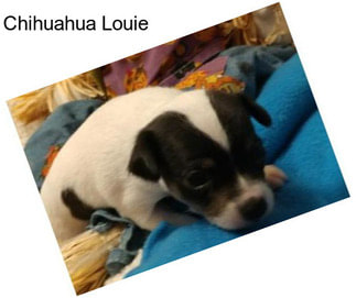 Chihuahua Louie