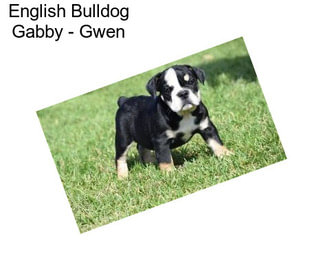 English Bulldog Gabby - Gwen