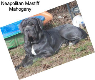 Neapolitan Mastiff Mahogany