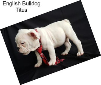 English Bulldog Titus