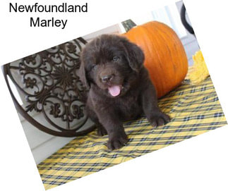 Newfoundland Marley